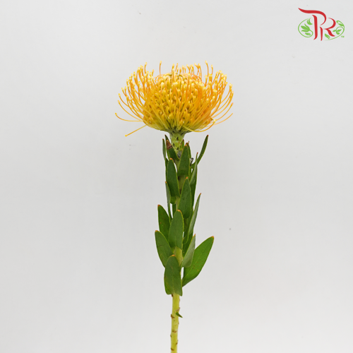 Leucospermum - Orange (5 Stems) - Pudu Ria Florist