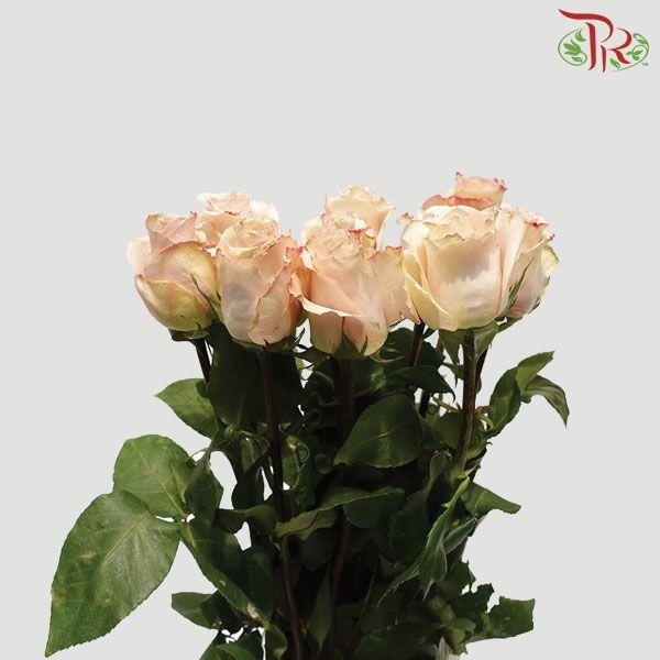 Ceres Rose - Quicksand 70cm-80cm (25 Stems) - Pudu Ria Florist