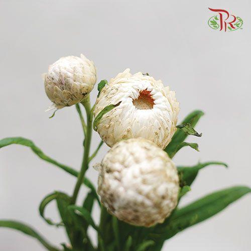 Helichrysum - White (Per Bunch) - Pudu Ria Florist