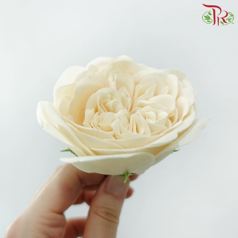 Austen Rose Soap Flower