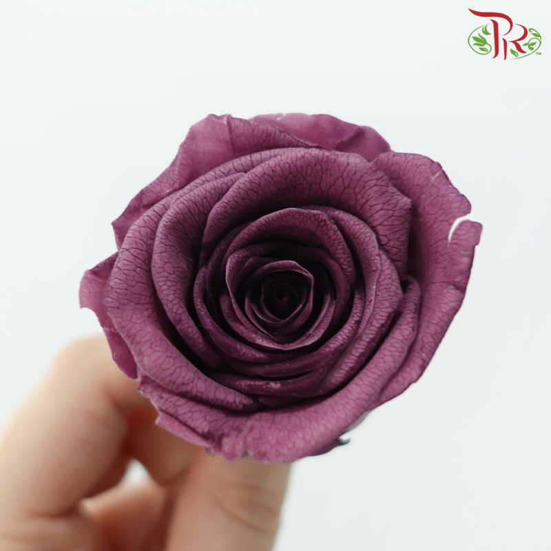 8 Blooms Preserved Rose