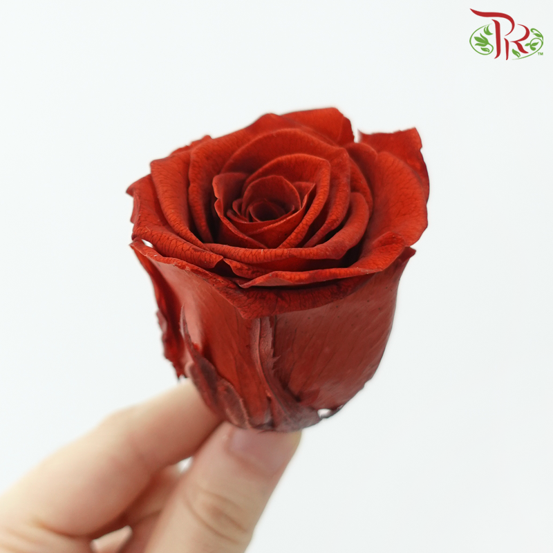 8 Blooms Preserved Rose