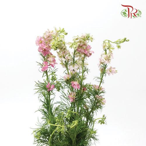 Delphinium Mini - Light Pink (5 Stems) - Pudu Ria Florist