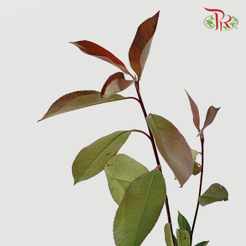 Photinia Red Leaf - (Per Bunch) - Pudu Ria Florist