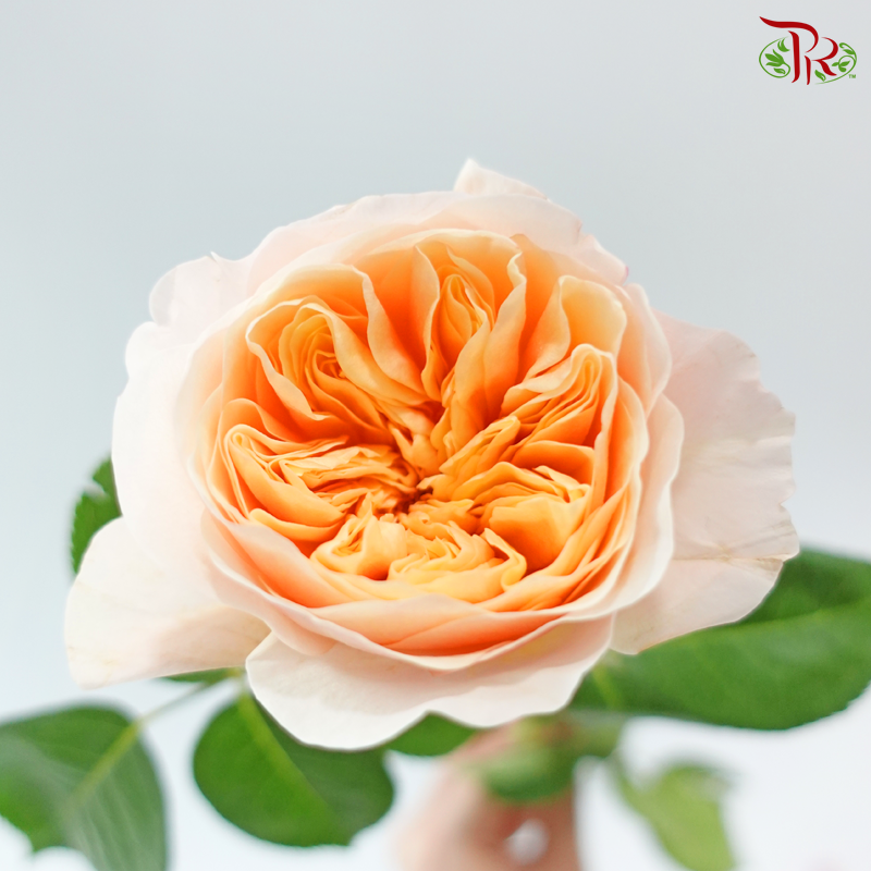 Garden Rose David Austin