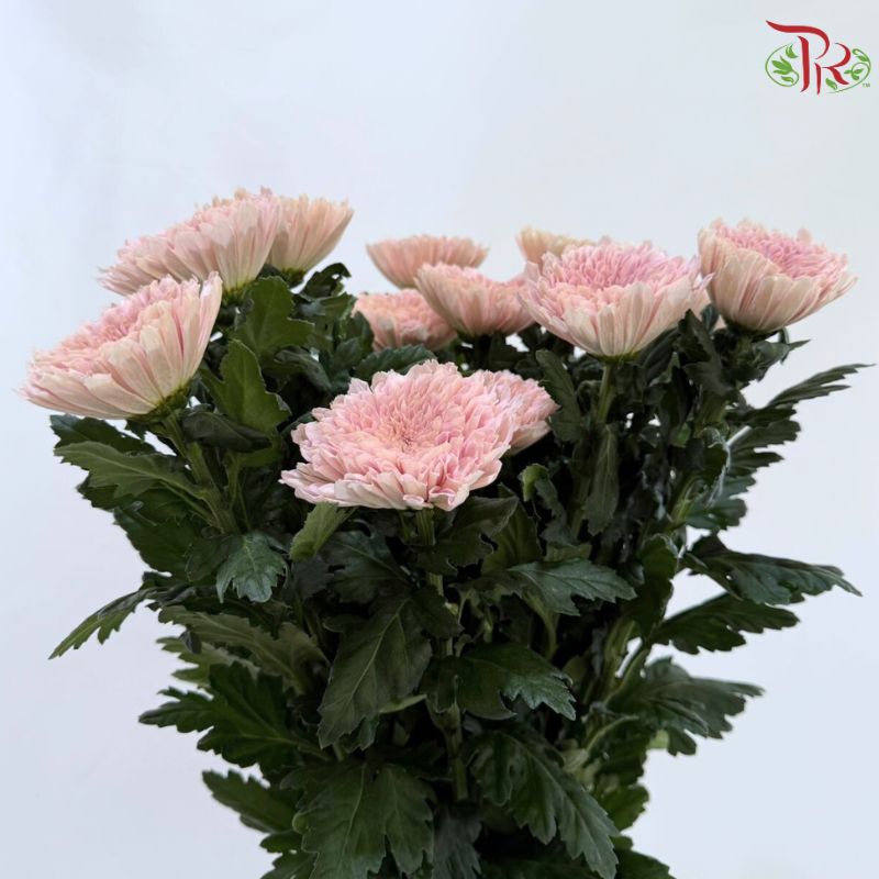 Anastasia / Net Mum Chrysanthemum