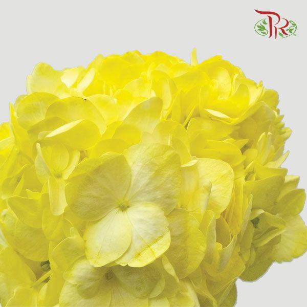 Hydrangea - Yellow (Per Stem) - Pudu Ria Florist