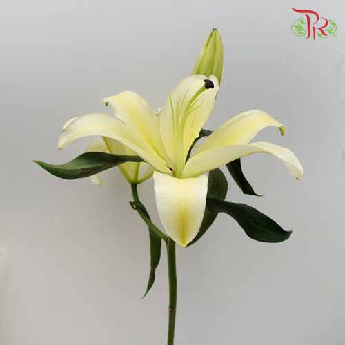 Lily 4+ - Yellow (5 Stems) - Pudu Ria Florist
