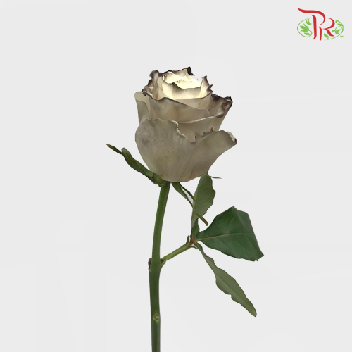 Ceres Rose - Powder Coffe (10 Stems) - Pudu Ria Florist
