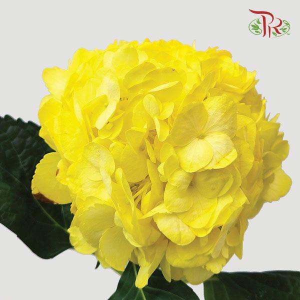 Hydrangea - Yellow (Per Stem) - Pudu Ria Florist