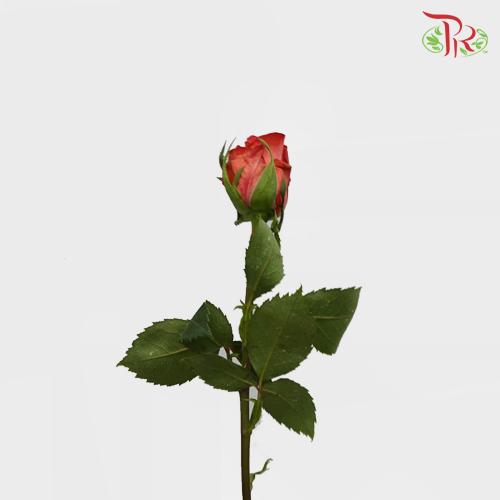 Rose - Americano (10 Stems) - Pudu Ria Florist