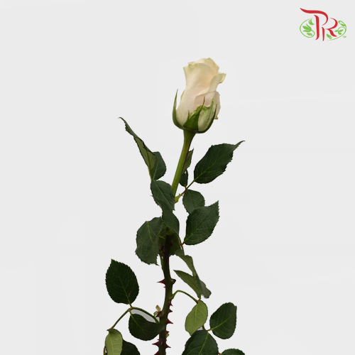 Rose - Lupita (10 Stems) - Pudu Ria Florist