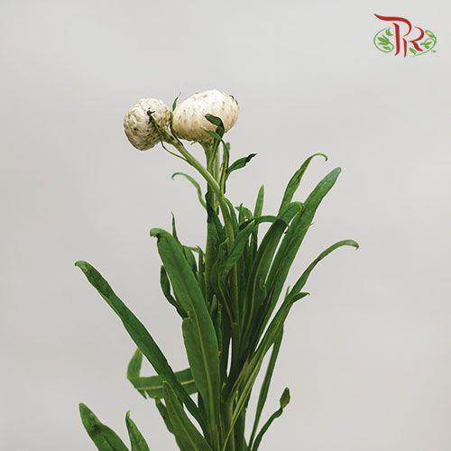 Helichrysum - White (Per Bunch) - Pudu Ria Florist