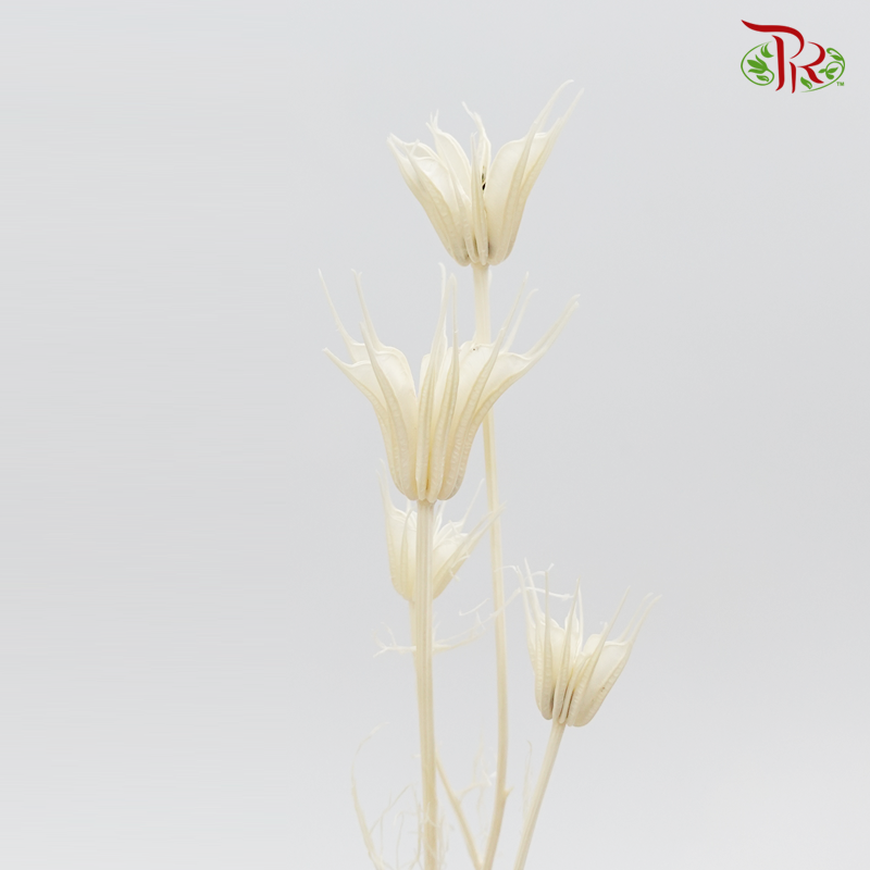 Dried Nigella Bleached - (Per Bunch) - Pudu Ria Florist