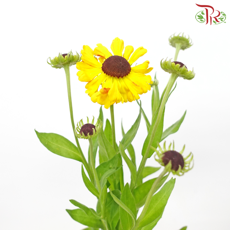 Helenium (5 Stems) - Pudu Ria Florist