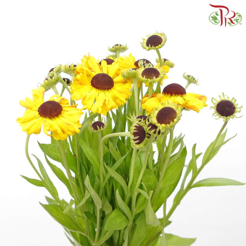 Helenium (5 Stems) - Pudu Ria Florist