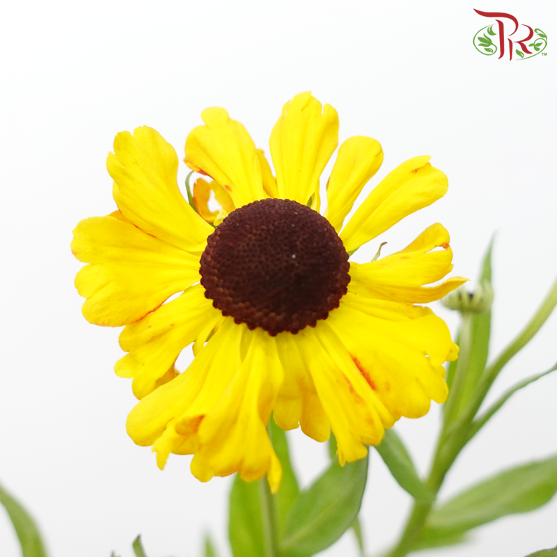 Helenium (5 Stems) - Pudu Ria Florist