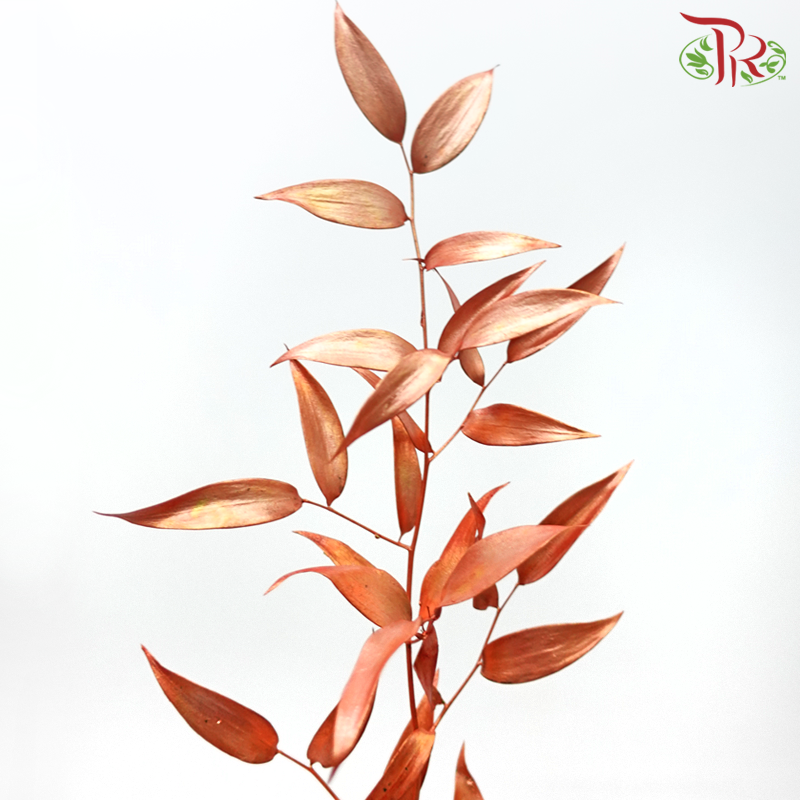 Italy Ruscus Dyed Metal Preservatives - Bronze (Per Bunch) - Pudu Ria Florist