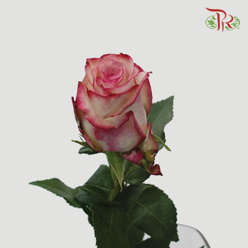 Rose - Paloma (25 Stems) - Pudu Ria Florist