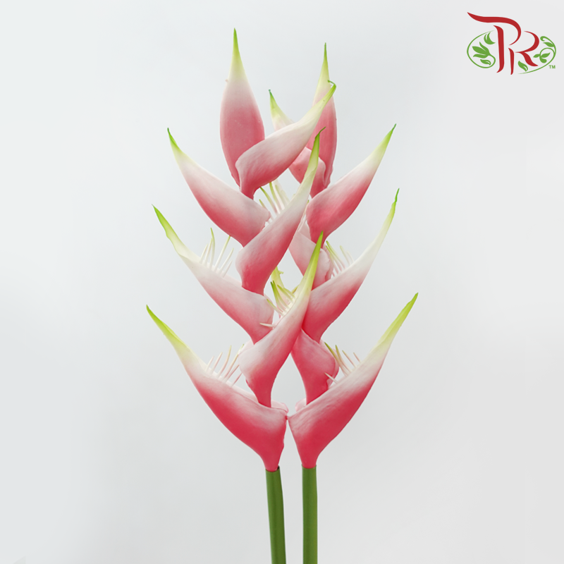 Artificial Heliconia Spray - 2 Stems