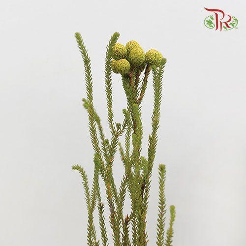 Berzelia Abrotanoides - (10 Stems) - Pudu Ria Florist