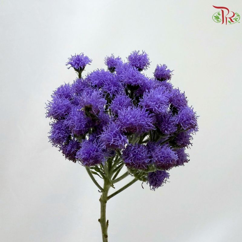 Ageratum