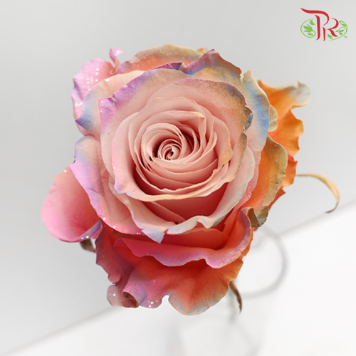 Ceres Rose - Frosting Candy 3 (10 Stems) - Pudu Ria Florist