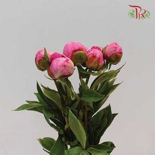 Peony - Orchid Pink (5 Stems) *** Fragile - Pudu Ria Florist
