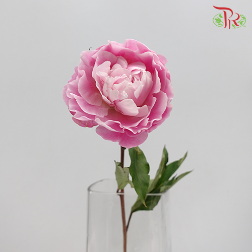 Peony - Reine Hortense (2 Stems) - Pudu Ria Florist