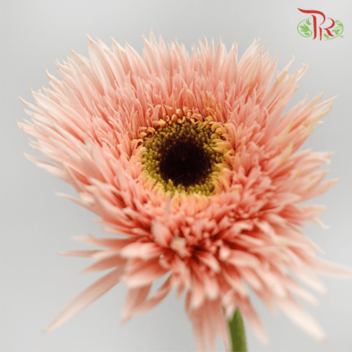 Gerbera Gemini / Pasta - Pink (9-10 Stems) - Pudu Ria Florist