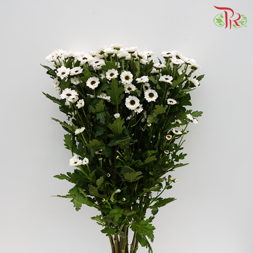 Pom Pom Santini - White (10 Stems) - Pudu Ria Florist