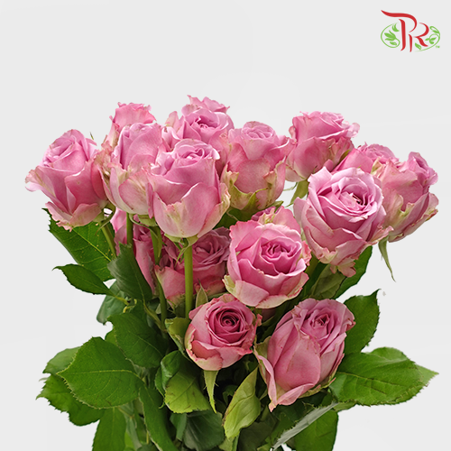 Rose Premium - Deep Purple (19-20 Stems) - Pudu Ria Florist