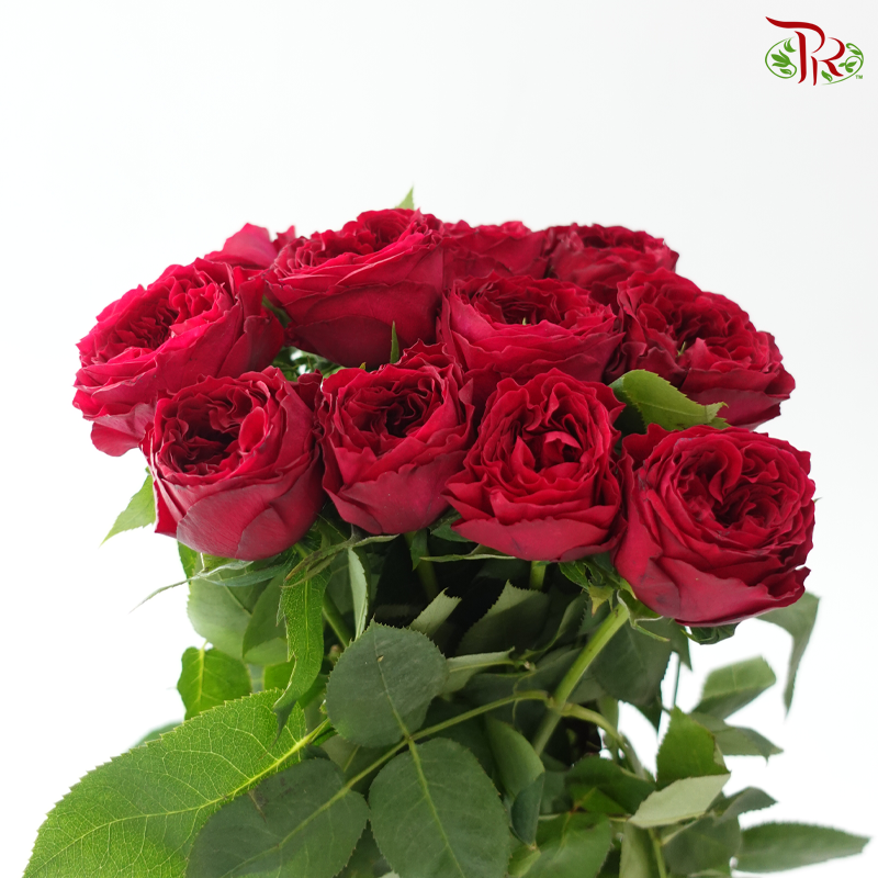 Garden Rose David Austin