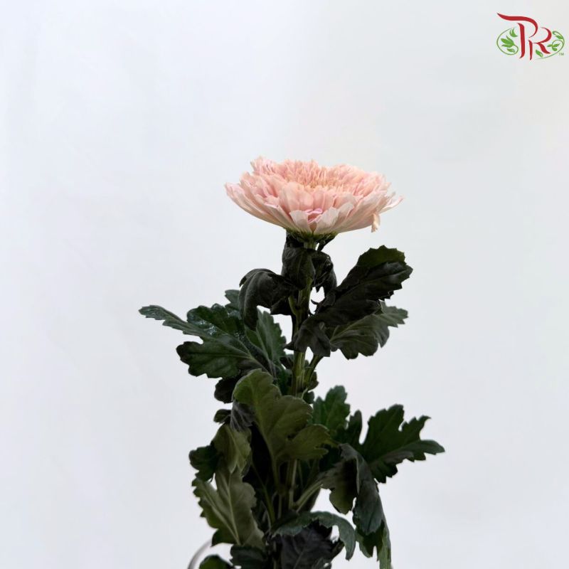 Anastasia / Net Mum Chrysanthemum