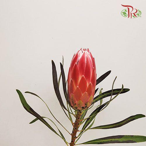 Protea Liebencherry - (2 Stems) - Pudu Ria Florist