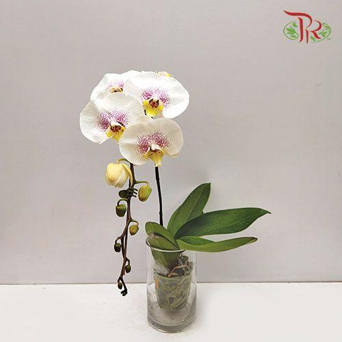 Phalaenopsis Orchid - White with purple speckles (Excluded vase) - Pudu Ria Florist