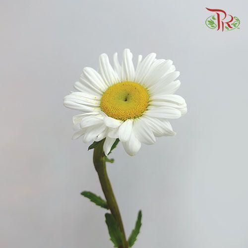 Leucanthemum - White (5 Stems) - Pudu Ria Florist