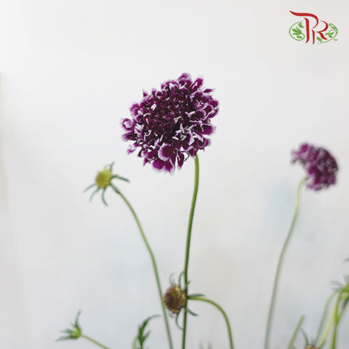 Scabiosa Colour - Dark Purple Mixed White - Pudu Ria Florist