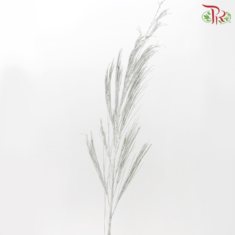 Beefwood Xmas Dyed - Silver (5 Stems) - Pudu Ria Florist