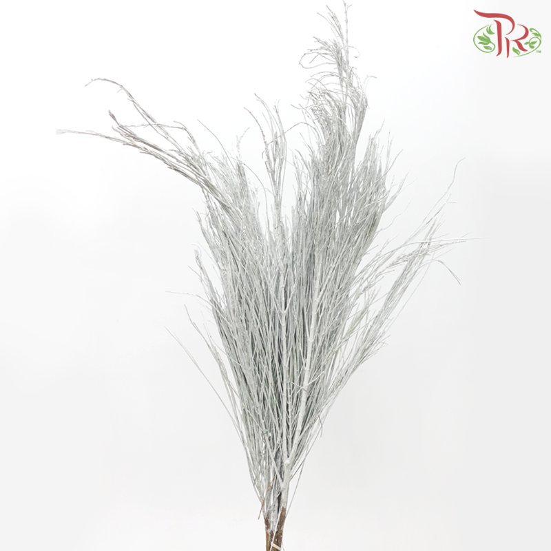 Beefwood Xmas Dyed - Silver (5 Stems) - Pudu Ria Florist