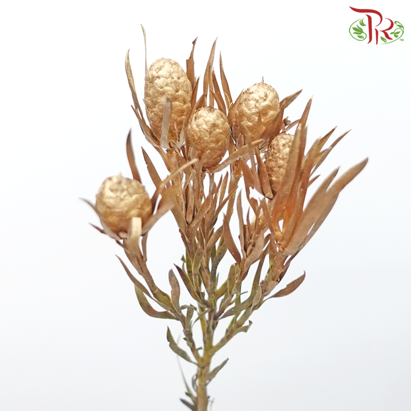 Salignum Xmas - Spray Gold (5 Stems) - Pudu Ria Florist