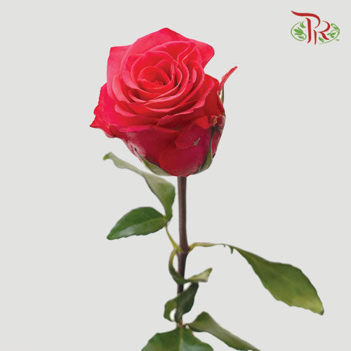 F’tina Rose - VI Pink (25 Stems) - Pudu Ria Florist