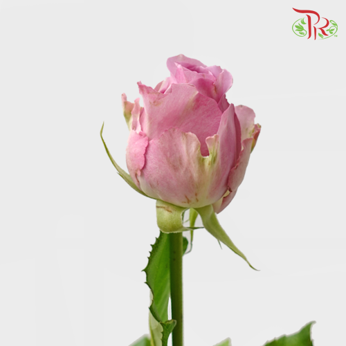 Rose Premium - Deep Purple (19-20 Stems) - Pudu Ria Florist