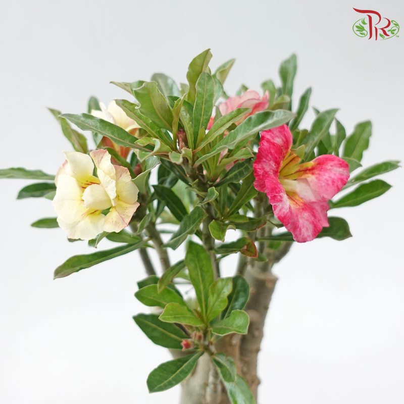 Adenium (Big)《富贵花》(Random Color)