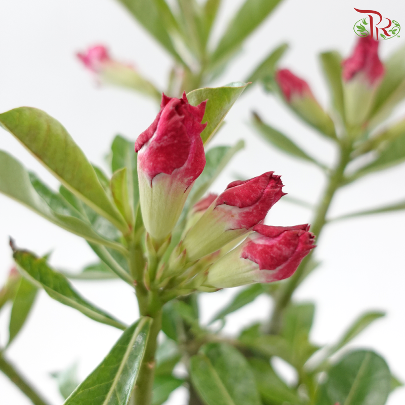 Adenium (Big)《富贵花》(Random Color)
