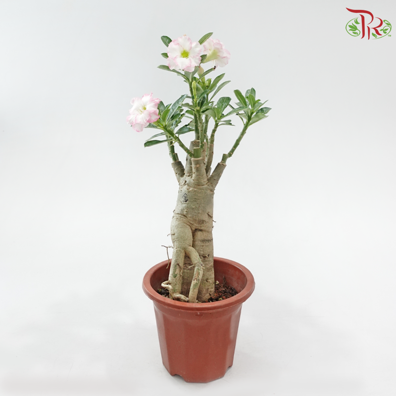 Adenium (Big)《富贵花》(Random Color)