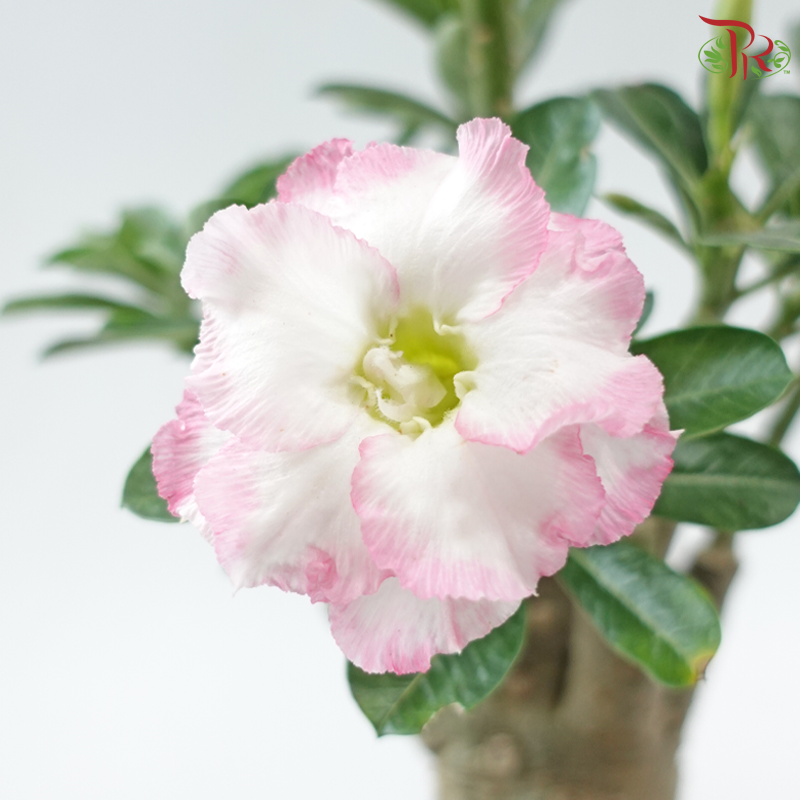 Adenium (Big)《富贵花》(Random Color)