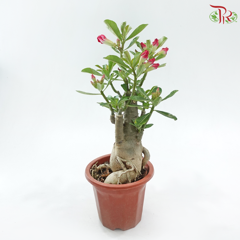 Adenium (Big)《富贵花》(Random Color)