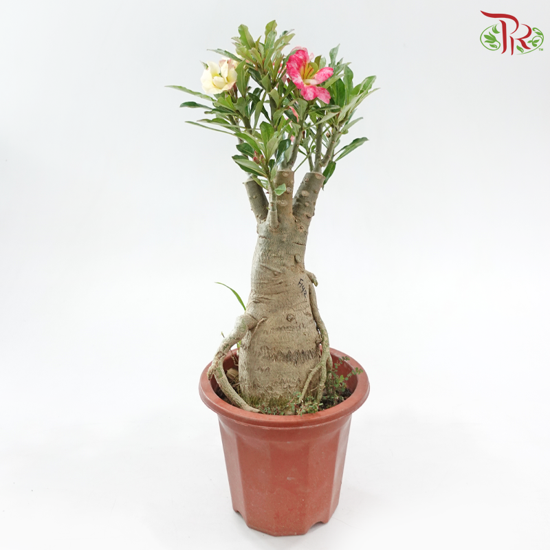 Adenium (Big)《富贵花》(Random Color)