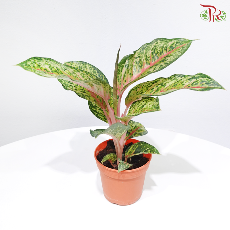 Aglaonema 10 Karat P105《粗肋草》